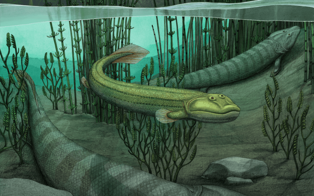 Meet Qikiqtania, a fossil fish with the good sense to stay in the water while others ventured onto land